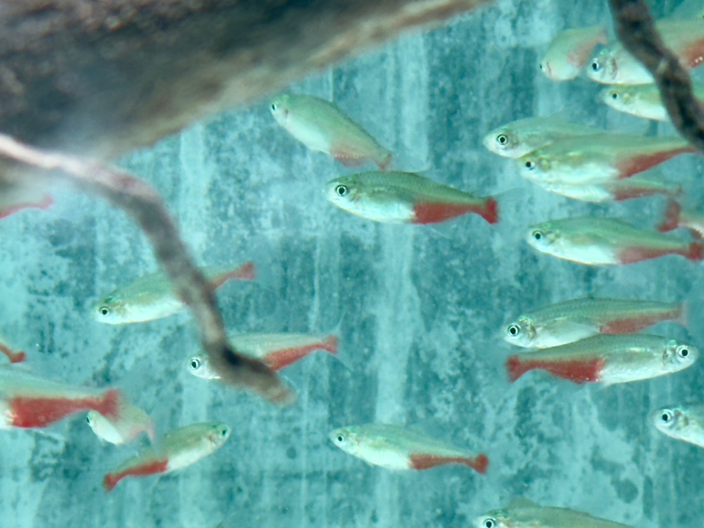 Rubinsalmler Aphyocharax rathbuni