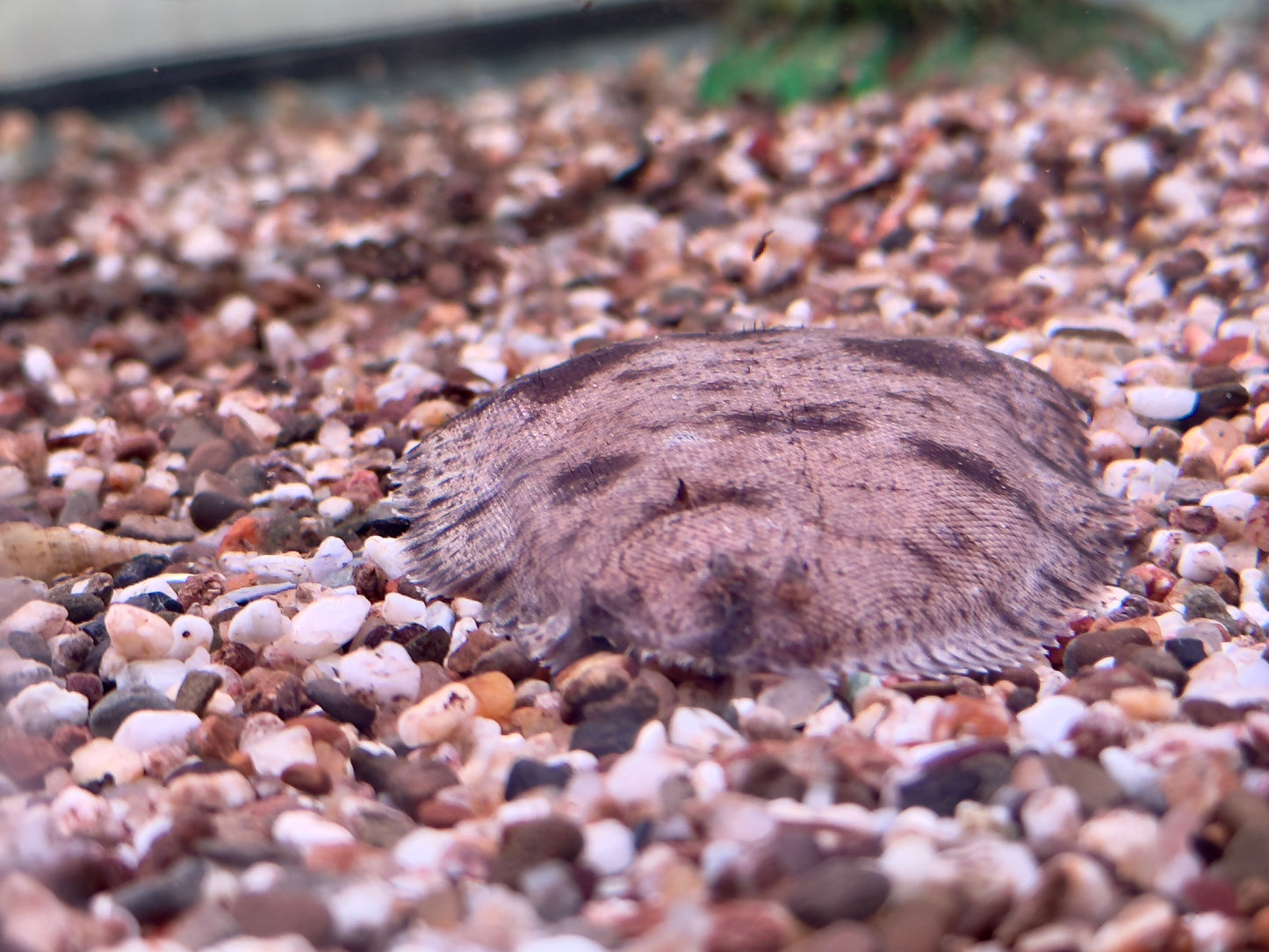 Süßwasserflunder Cynoglossus feldmanni