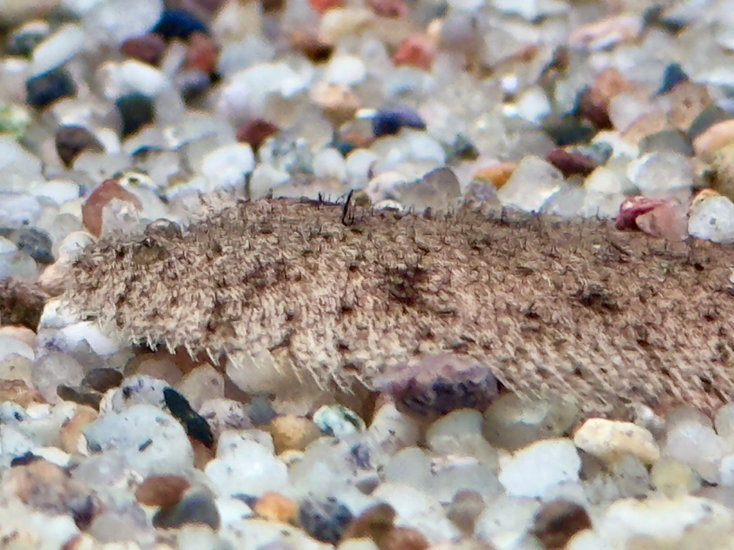 Peru Süßwasserflunder Hypoclinemus mentalis