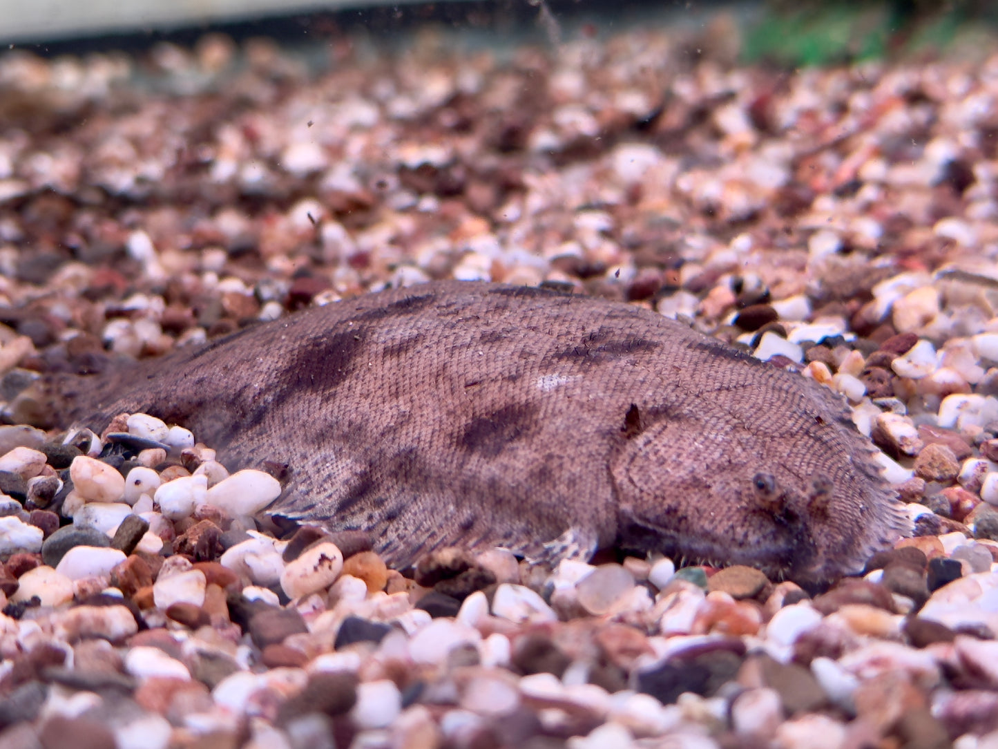 Süßwasserflunder Cynoglossus feldmanni