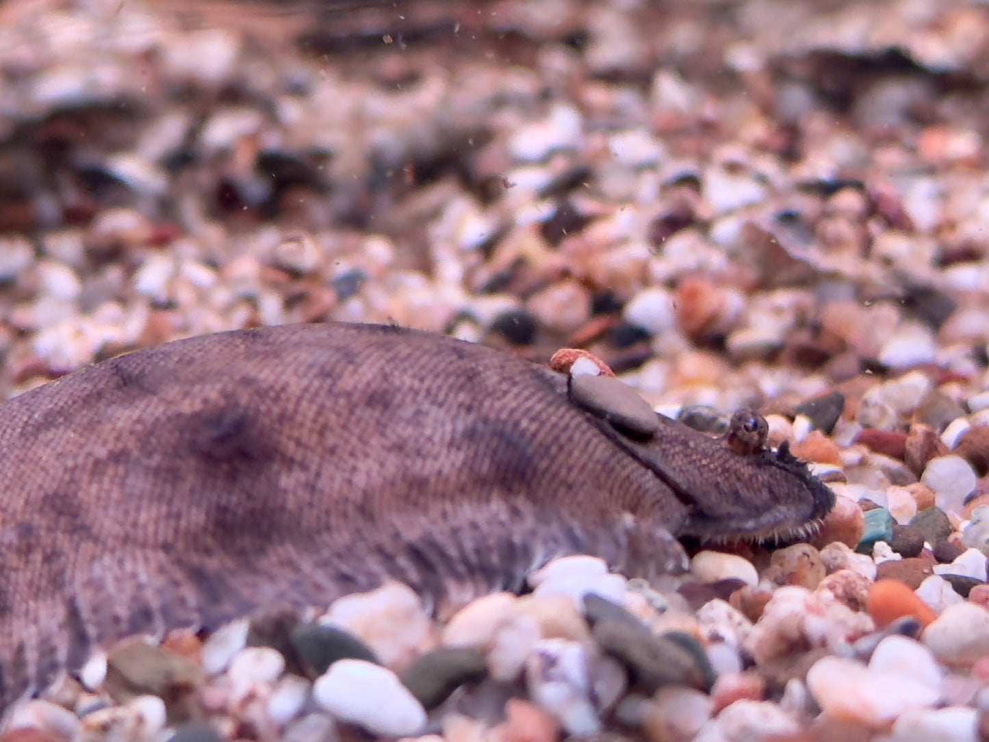 Süßwasserflunder Cynoglossus feldmanni
