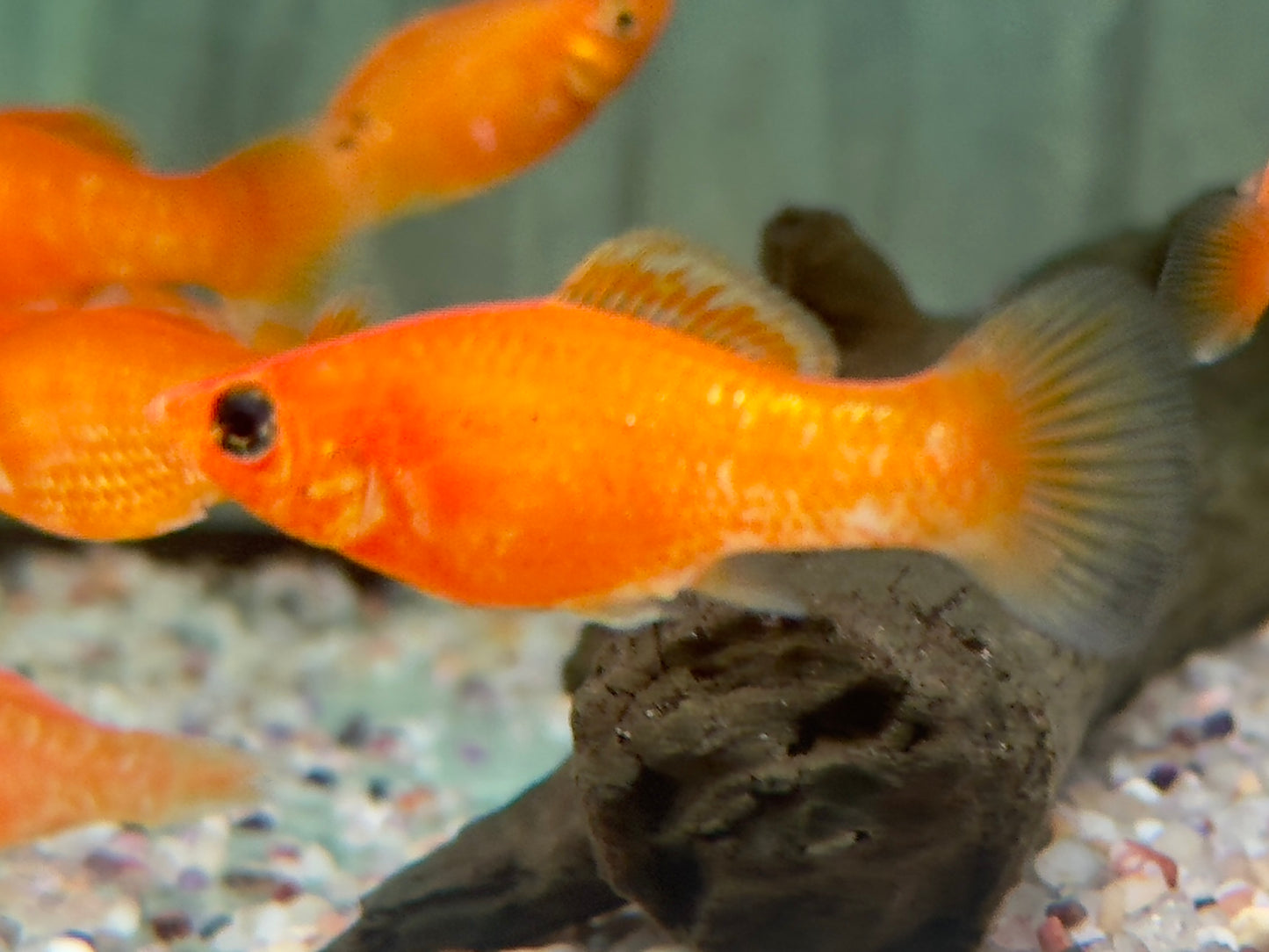 Orange Saffron Molly Poecilia latipinna