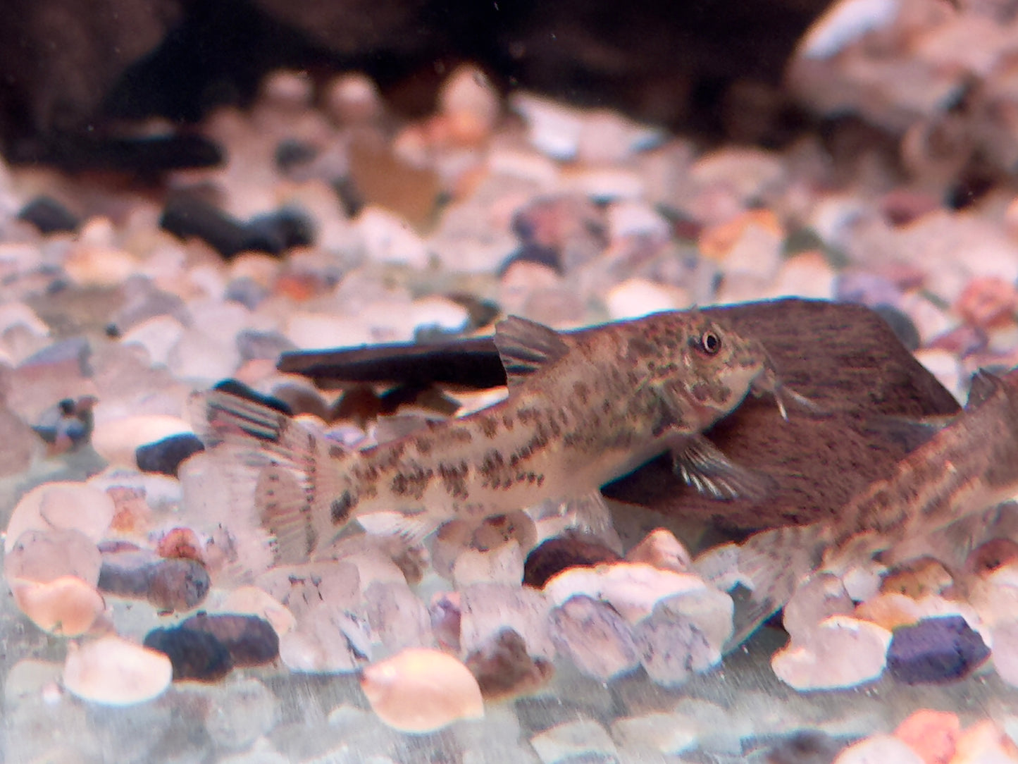 Schabrackenpanzerwelse Scleromystax barbatus 3-3,5 cm