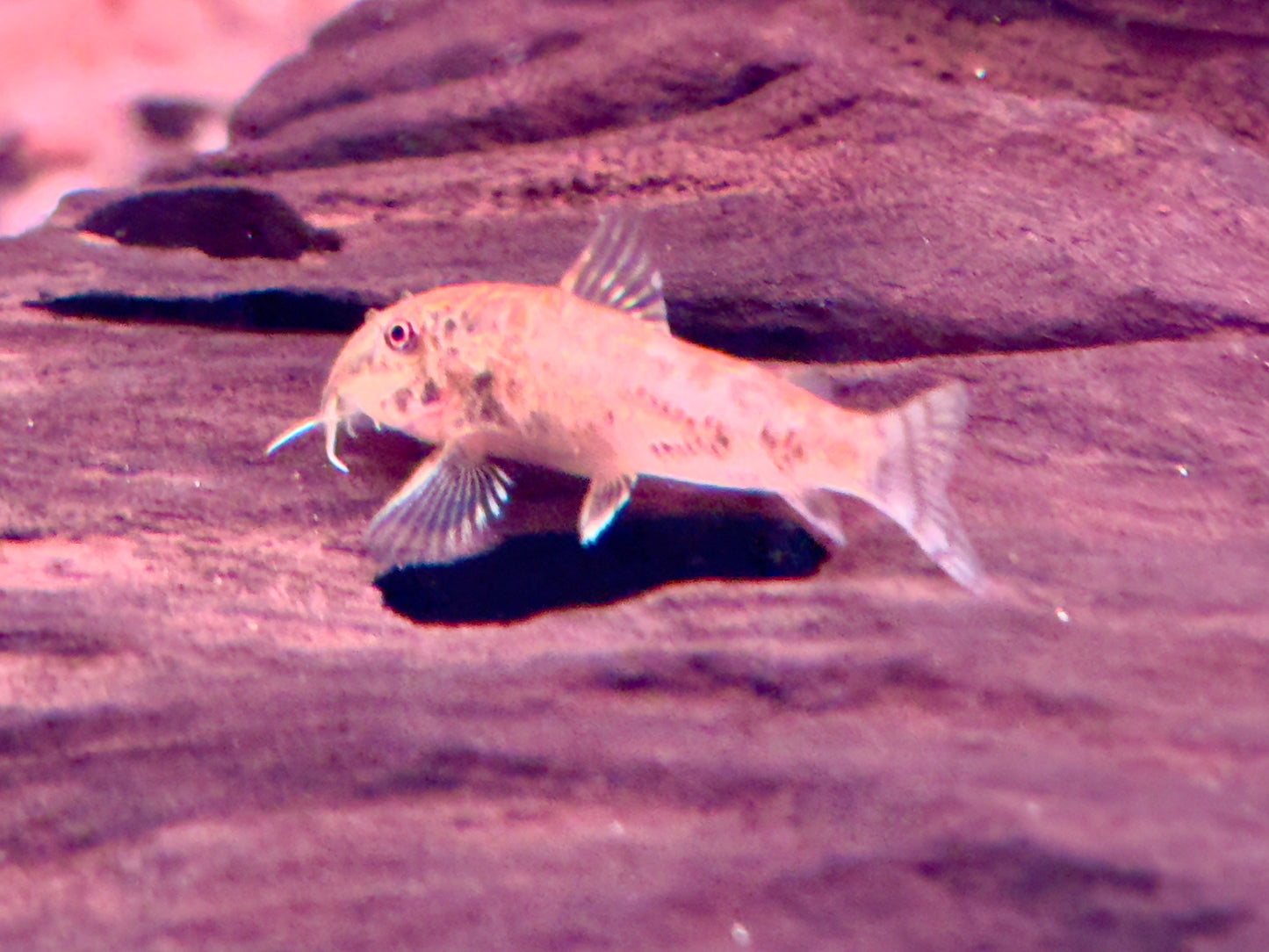 Schabrackenpanzerwelse Scleromystax barbatus 3-3,5 cm