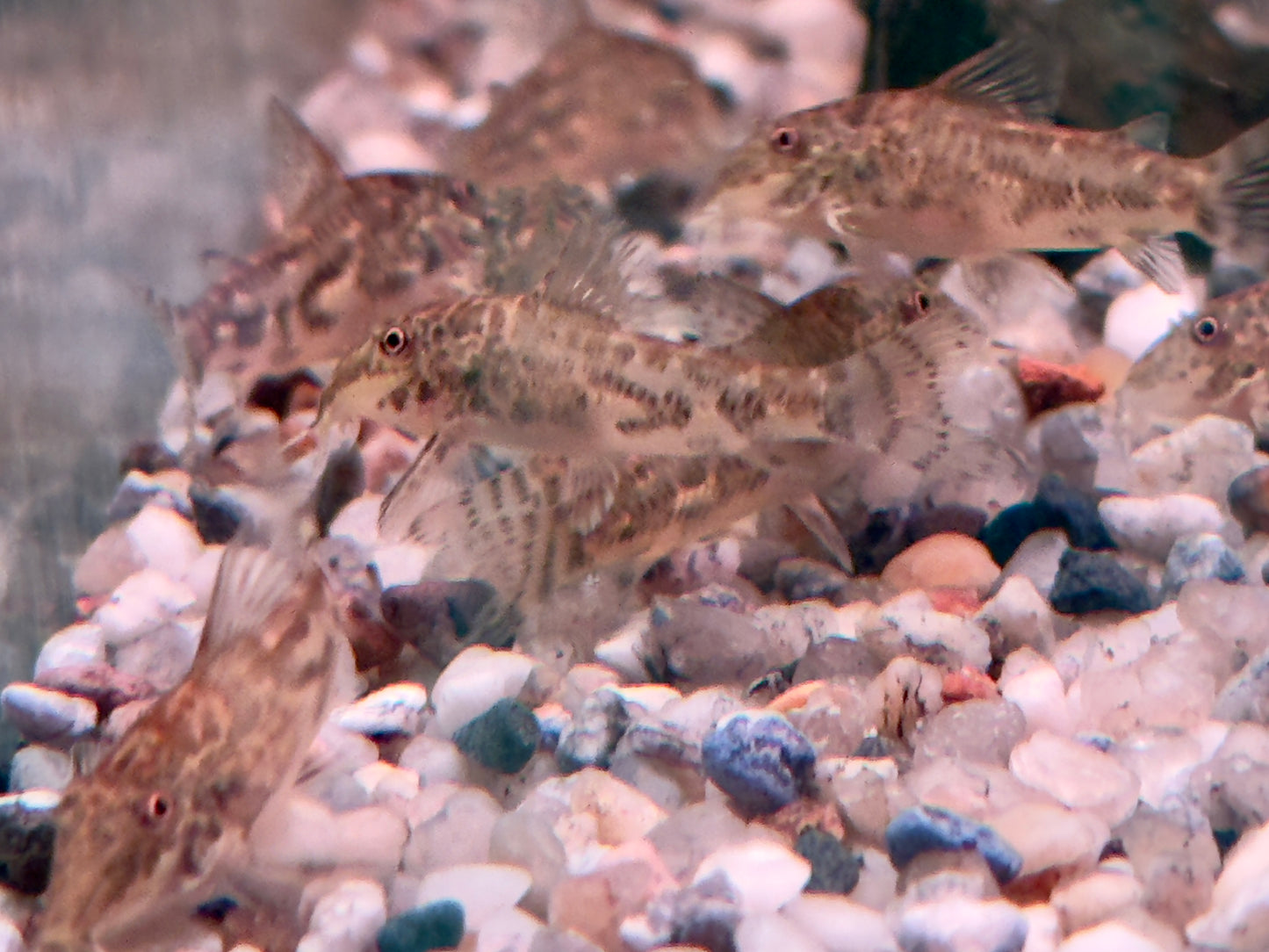 Schabrackenpanzerwelse Scleromystax barbatus 3-3,5 cm