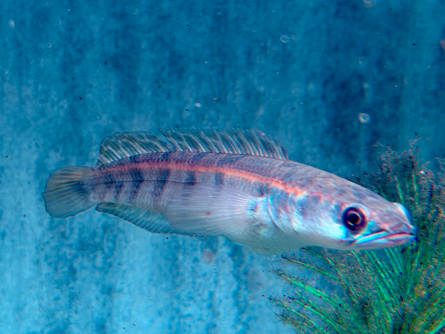 Schlangenkopffisch Channa marulioides red barito 11-13 cm