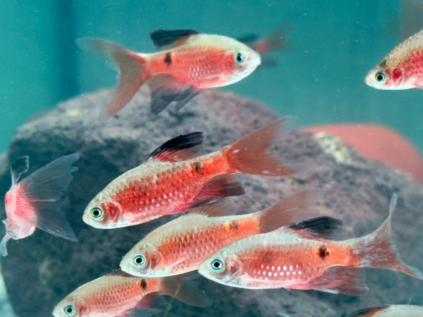 Schleier Prachtbarbe rot Pethia Puntius conchonius