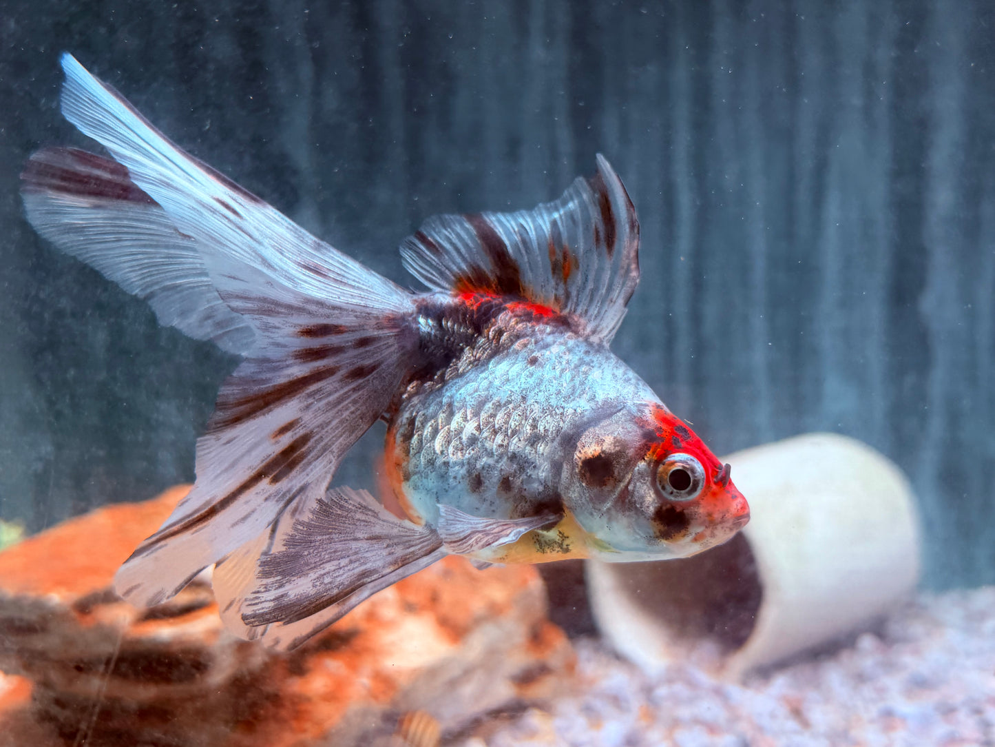 Schleierschwanz Goldfisch Calico XL Carassius auratus 9-10 cm