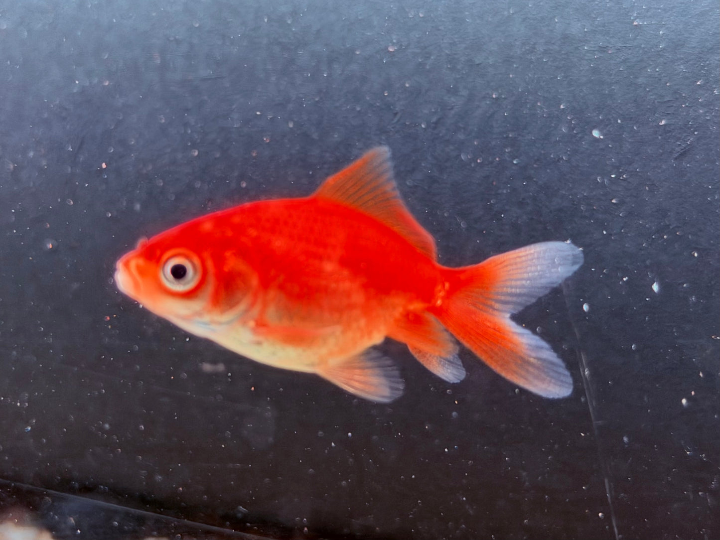 Schleierschwanz Goldfisch Rot Carassius auratus ca. 4 cm