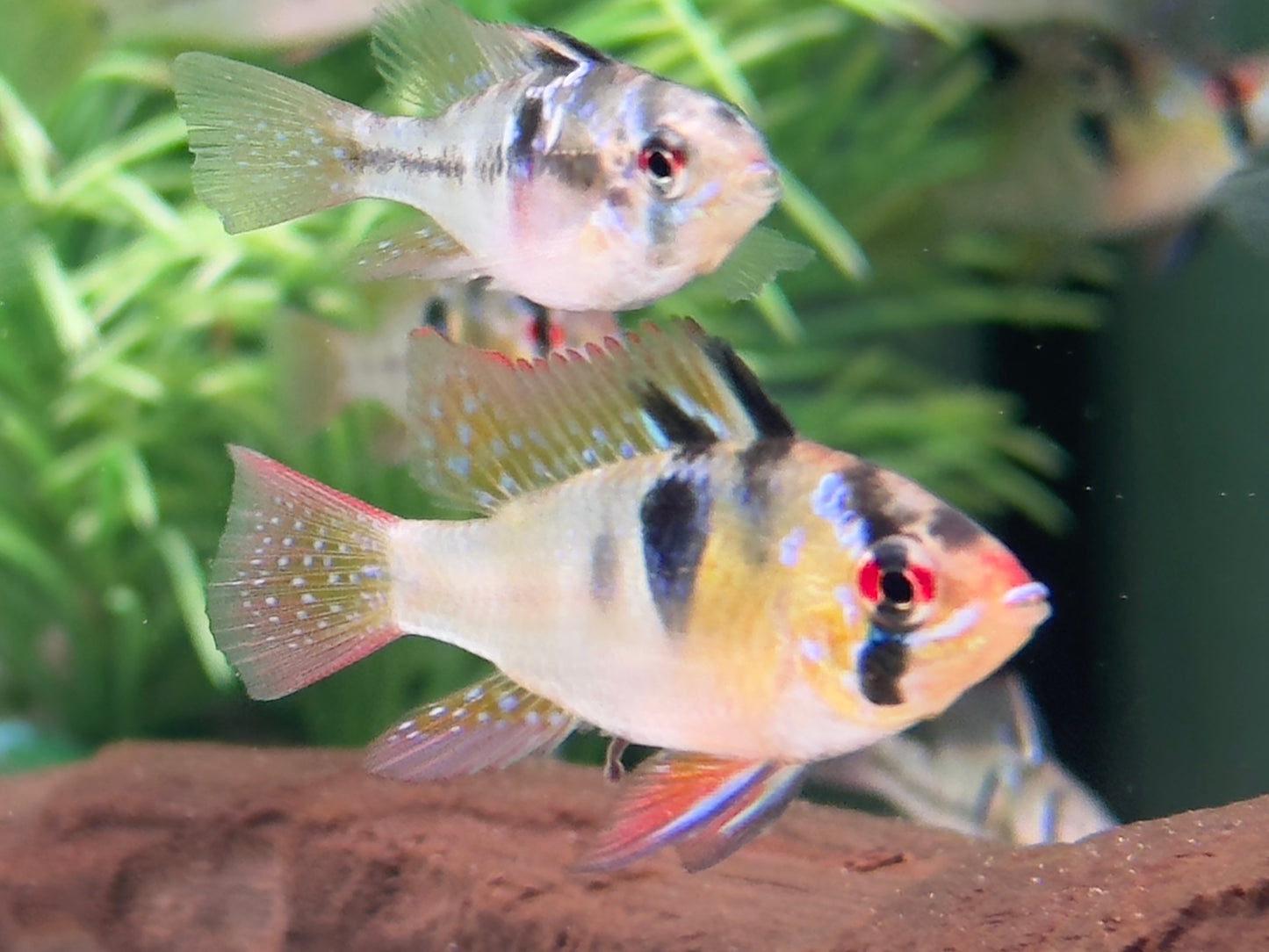 Schmetterlingsbuntbarsch Microgeophagus ramirezi