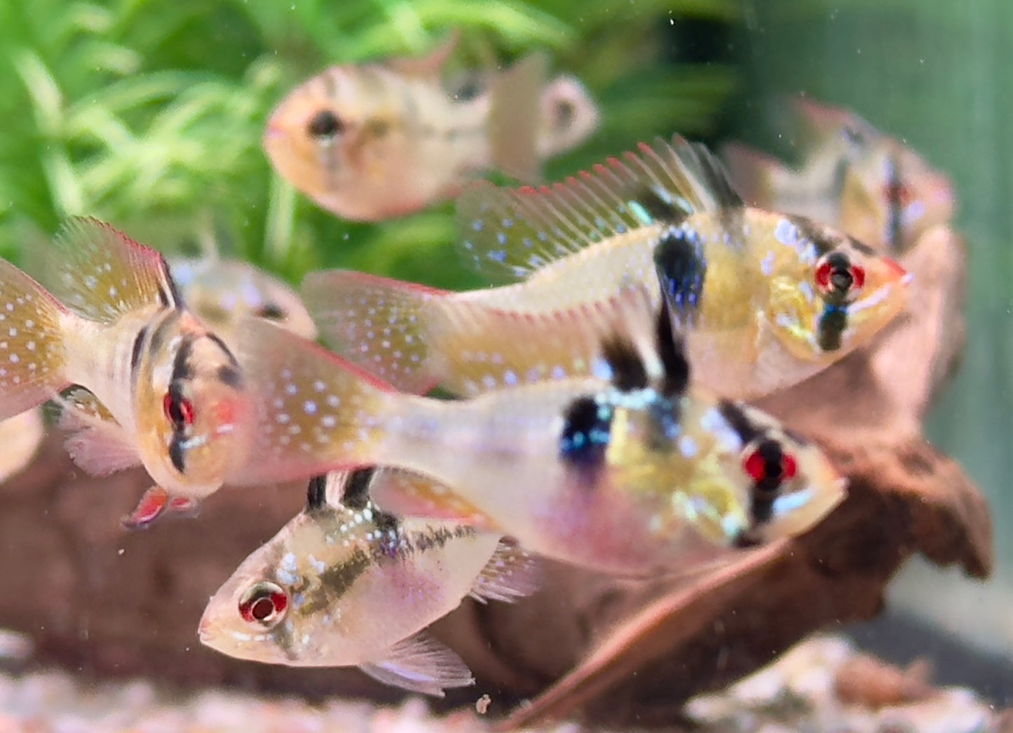 Schmetterlingsbuntbarsch Microgeophagus ramirezi