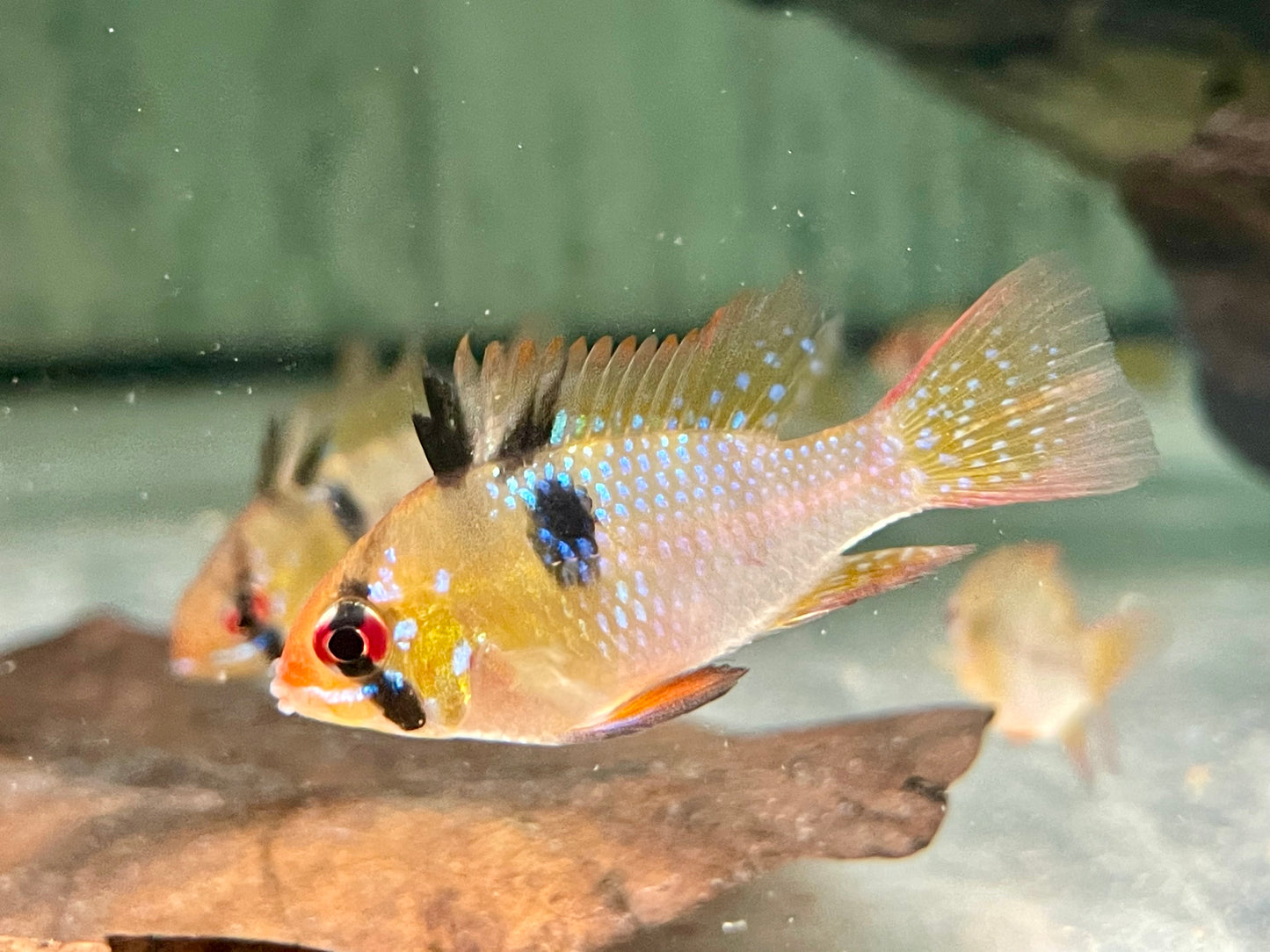 Schmetterlingsbuntbarsch Microgeophagus ramirezi