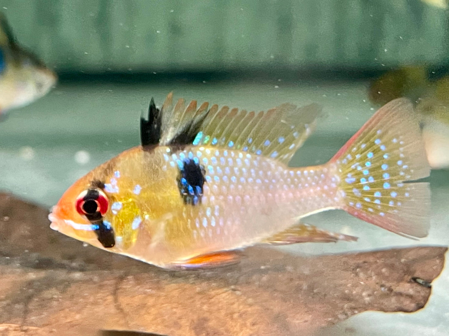 Schmetterlingsbuntbarsch Microgeophagus ramirezi