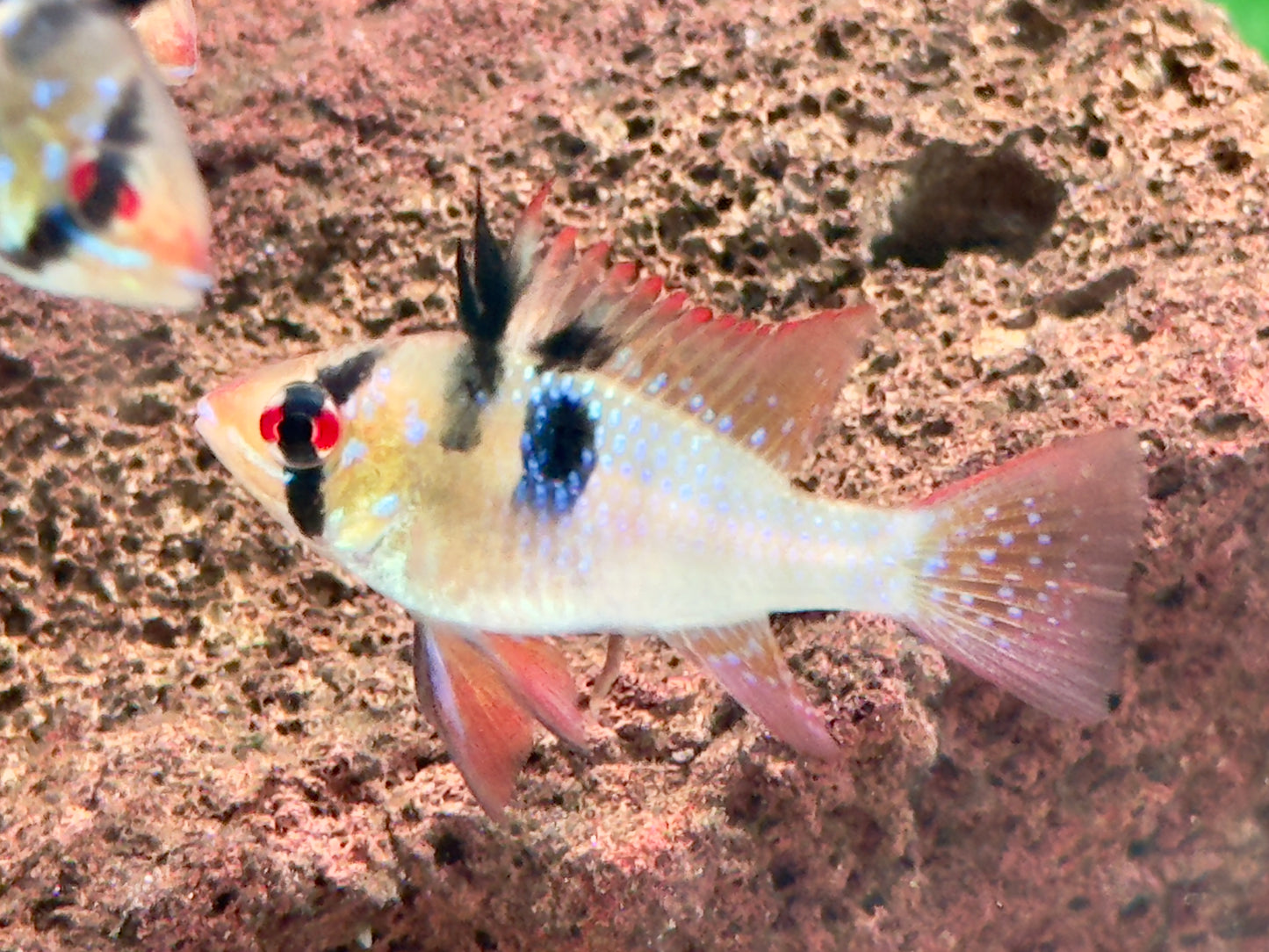 Schmetterlingsbuntbarsch Microgeophagus ramirezi