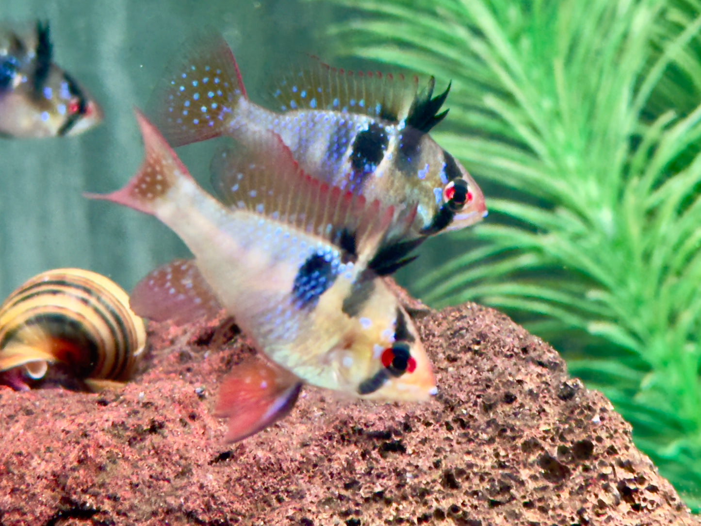 Schmetterlingsbuntbarsch Microgeophagus ramirezi