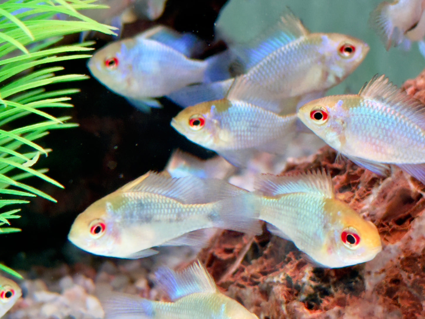 Schmetterlingsbuntbarsch electric blue Mikrogeophagus ramirezi