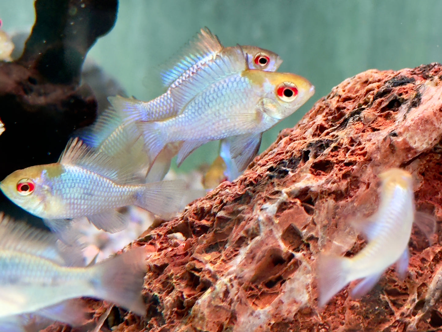 Schmetterlingsbuntbarsch electric blue Mikrogeophagus ramirezi