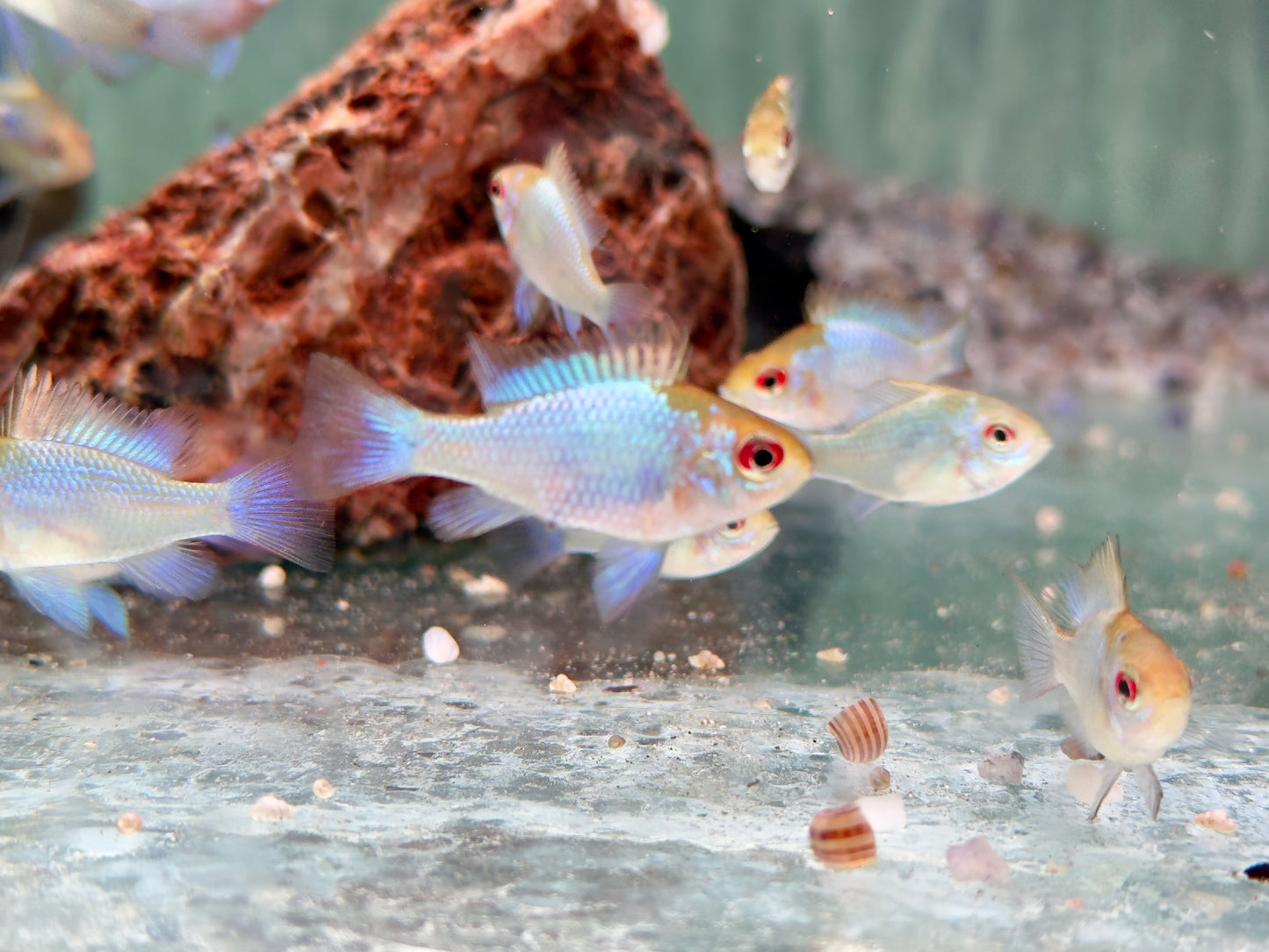Schmetterlingsbuntbarsch electric blue Mikrogeophagus ramirezi