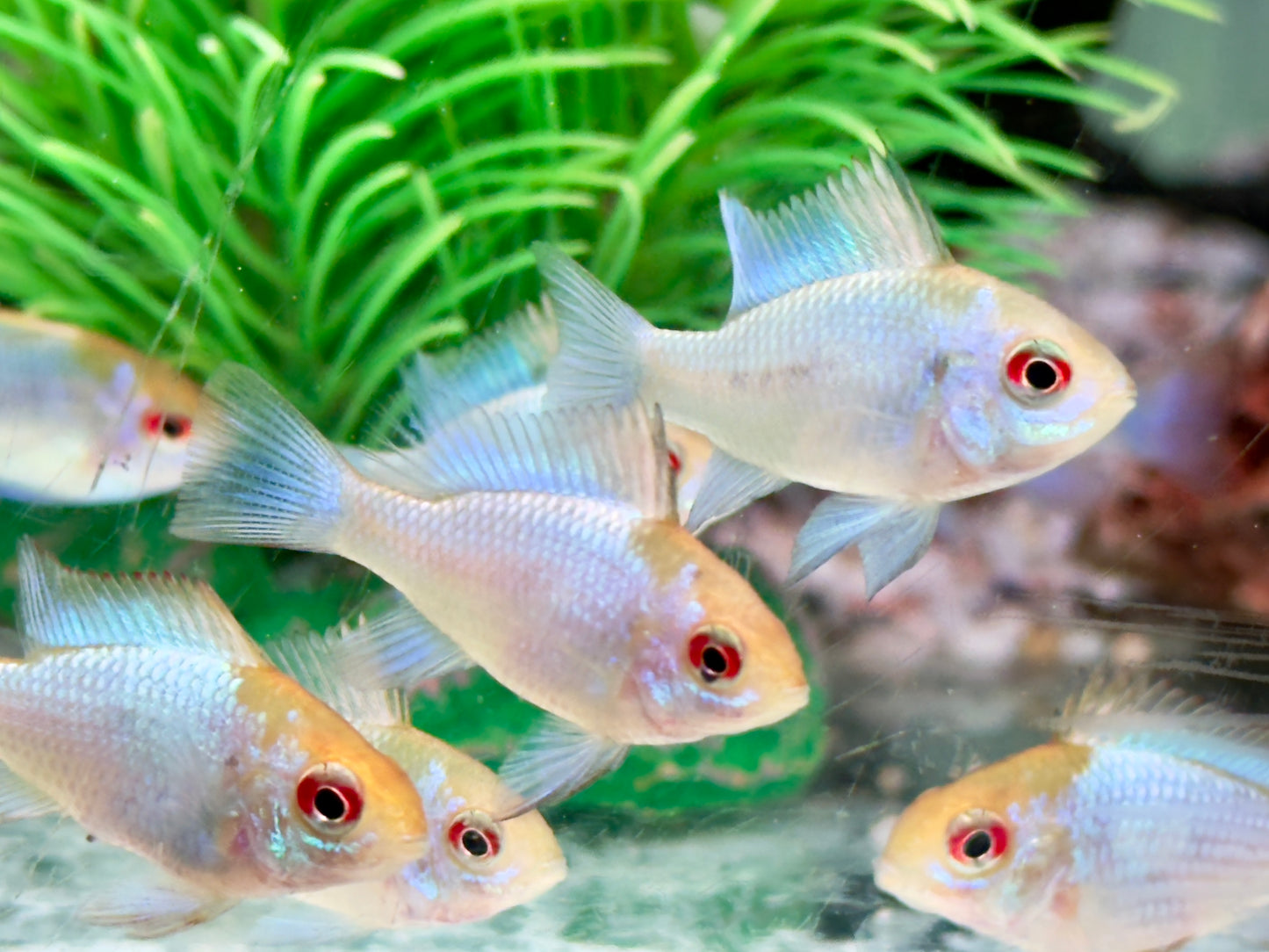 Schmetterlingsbuntbarsch electric blue Mikrogeophagus ramirezi