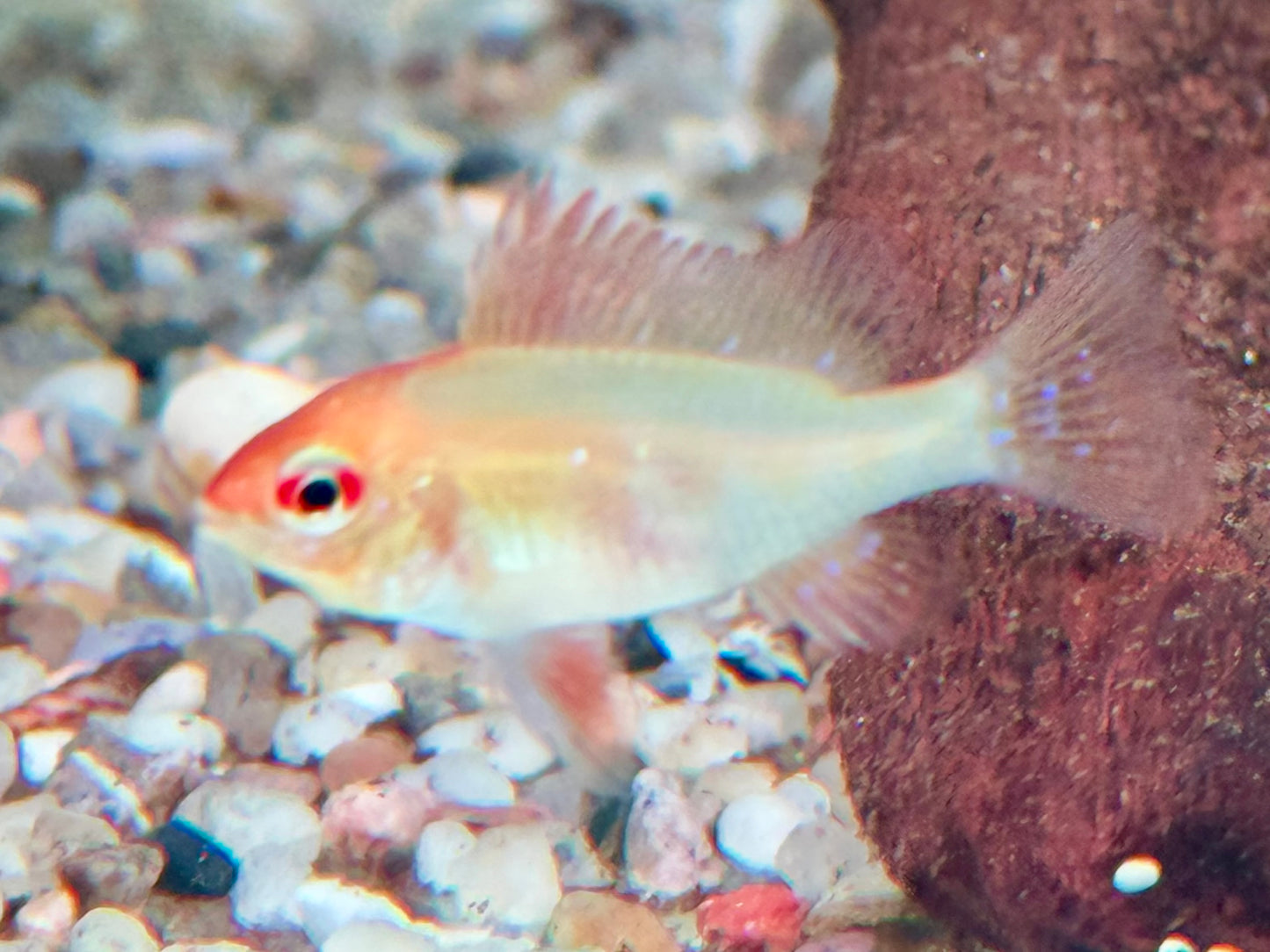 Schmetterlingsbuntbarsch gold Mikrogeophagus ramirezi