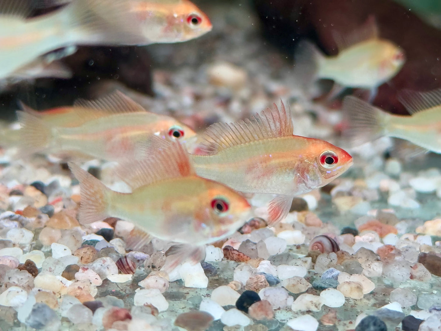 Schmetterlingsbuntbarsch gold Mikrogeophagus ramirezi