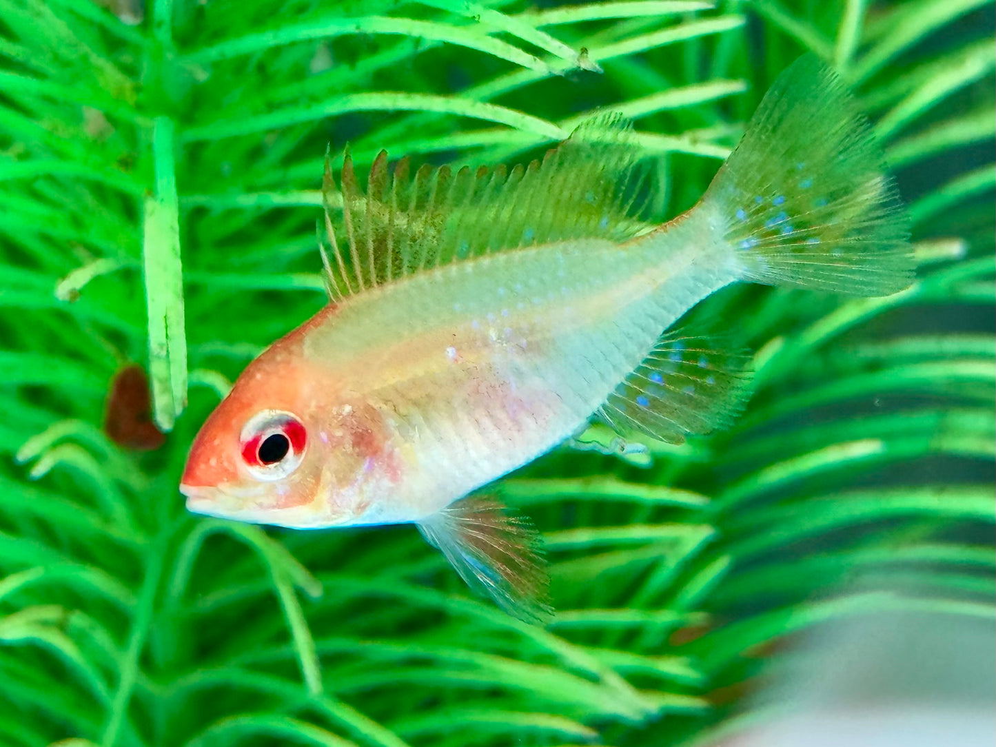 Schmetterlingsbuntbarsch gold Mikrogeophagus ramirezi