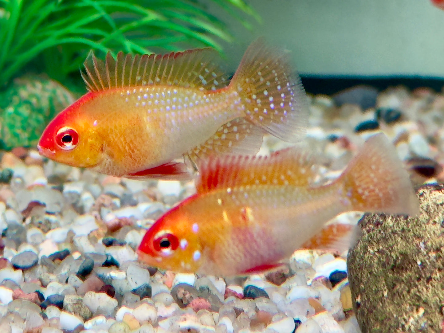 Schmetterlingsbuntbarsch gold Mikrogeophagus ramirezi L-XL