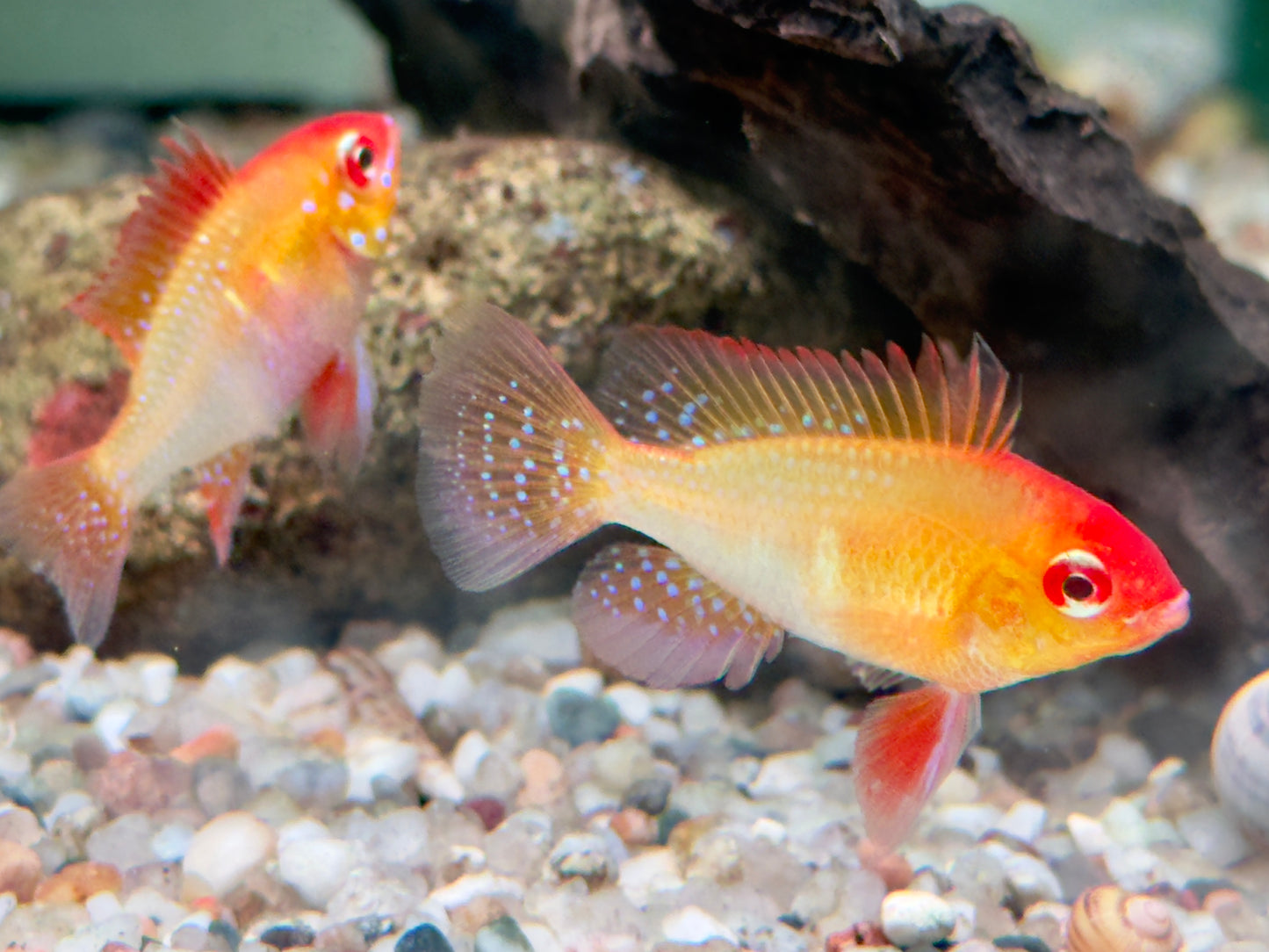 Schmetterlingsbuntbarsch gold Mikrogeophagus ramirezi L-XL