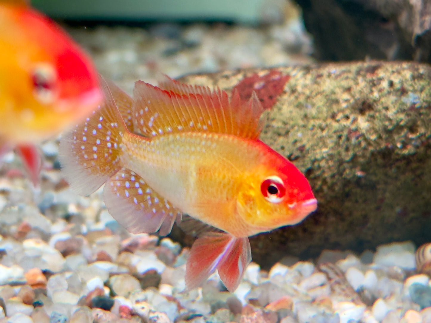 Schmetterlingsbuntbarsch gold Mikrogeophagus ramirezi L-XL