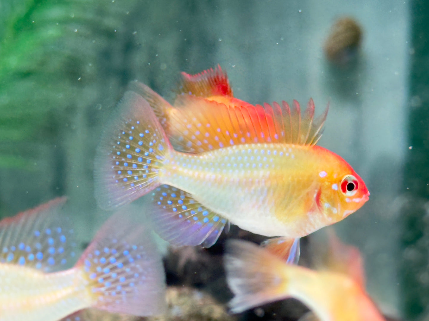 Schmetterlingsbuntbarsch gold Mikrogeophagus ramirezi L-XL