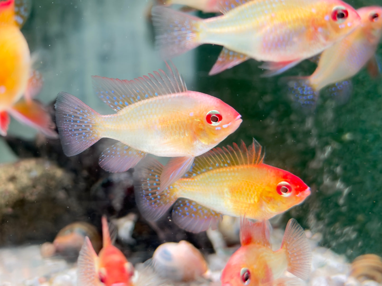 Schmetterlingsbuntbarsch gold Mikrogeophagus ramirezi L-XL