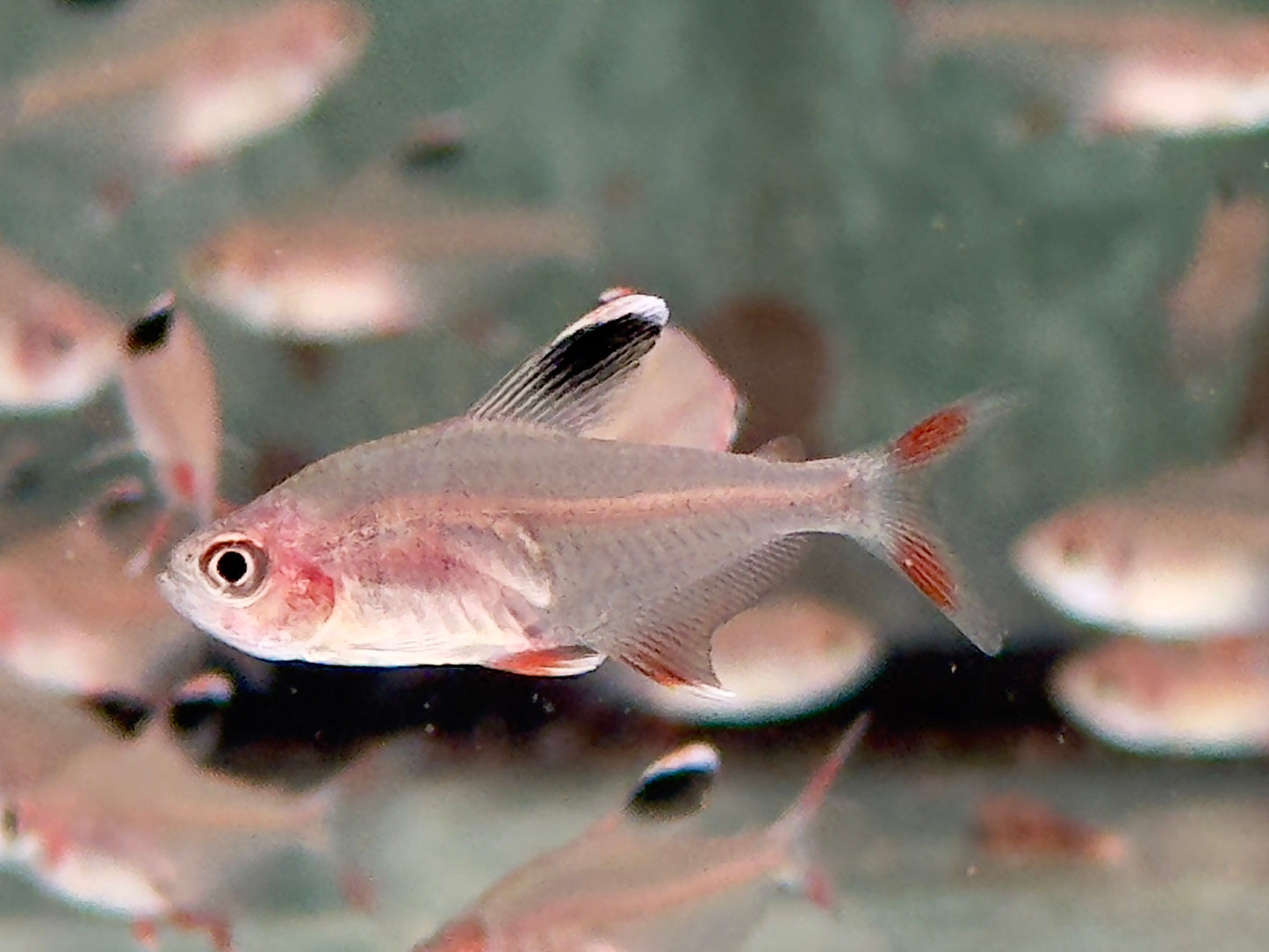 Schmucksalmler Hyphessobrycon bentosi