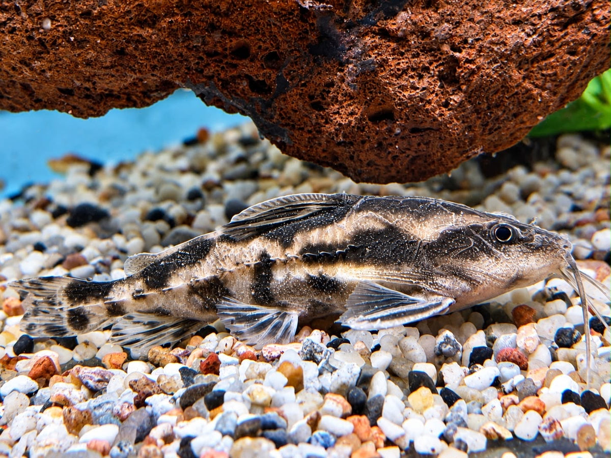 Schneckendornwels Megalodoras irwini / uranoscopus 10 cm