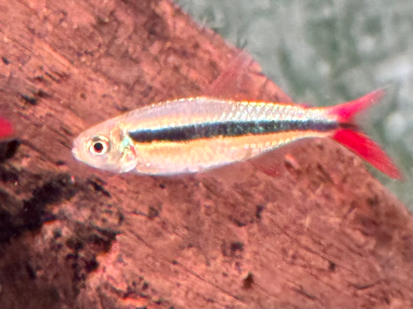 Schrägschwimmer Red tail Rio Teles Pires Thayeria sp.