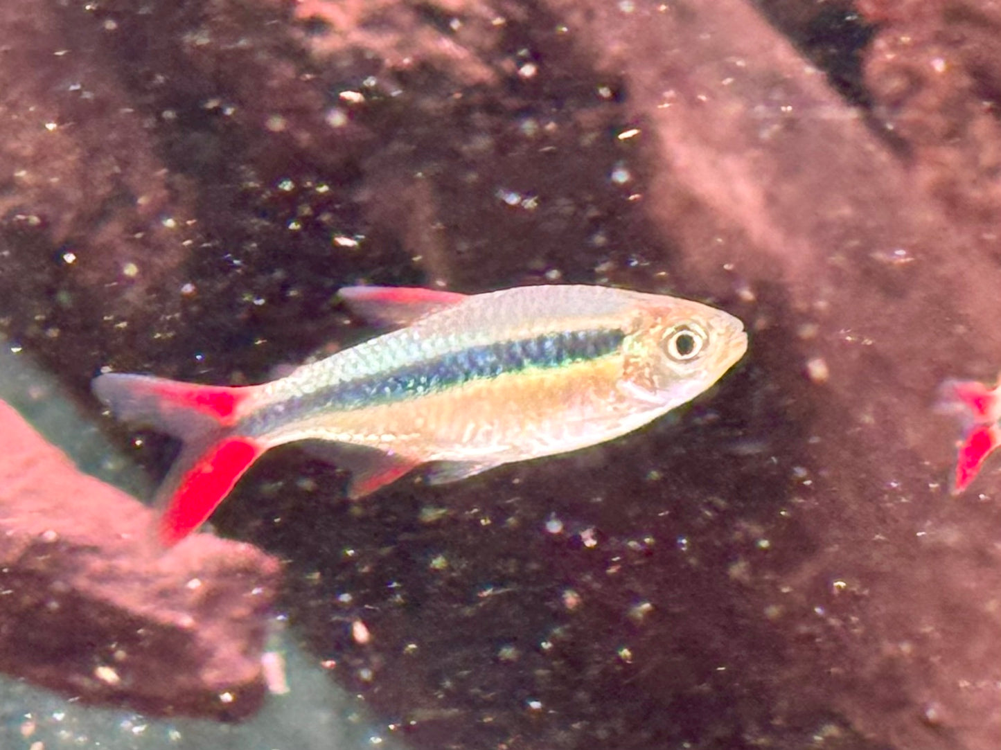 Schrägschwimmer Red tail Rio Teles Pires Thayeria sp.