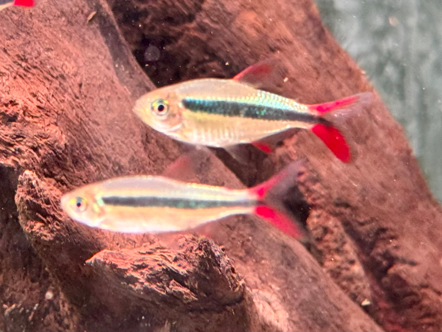 Schrägschwimmer Red tail Rio Teles Pires Thayeria sp.