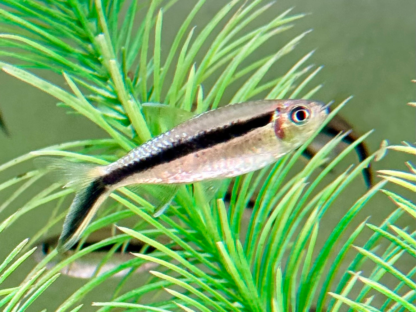 Schrägschwimmer Thayeria boehlkei