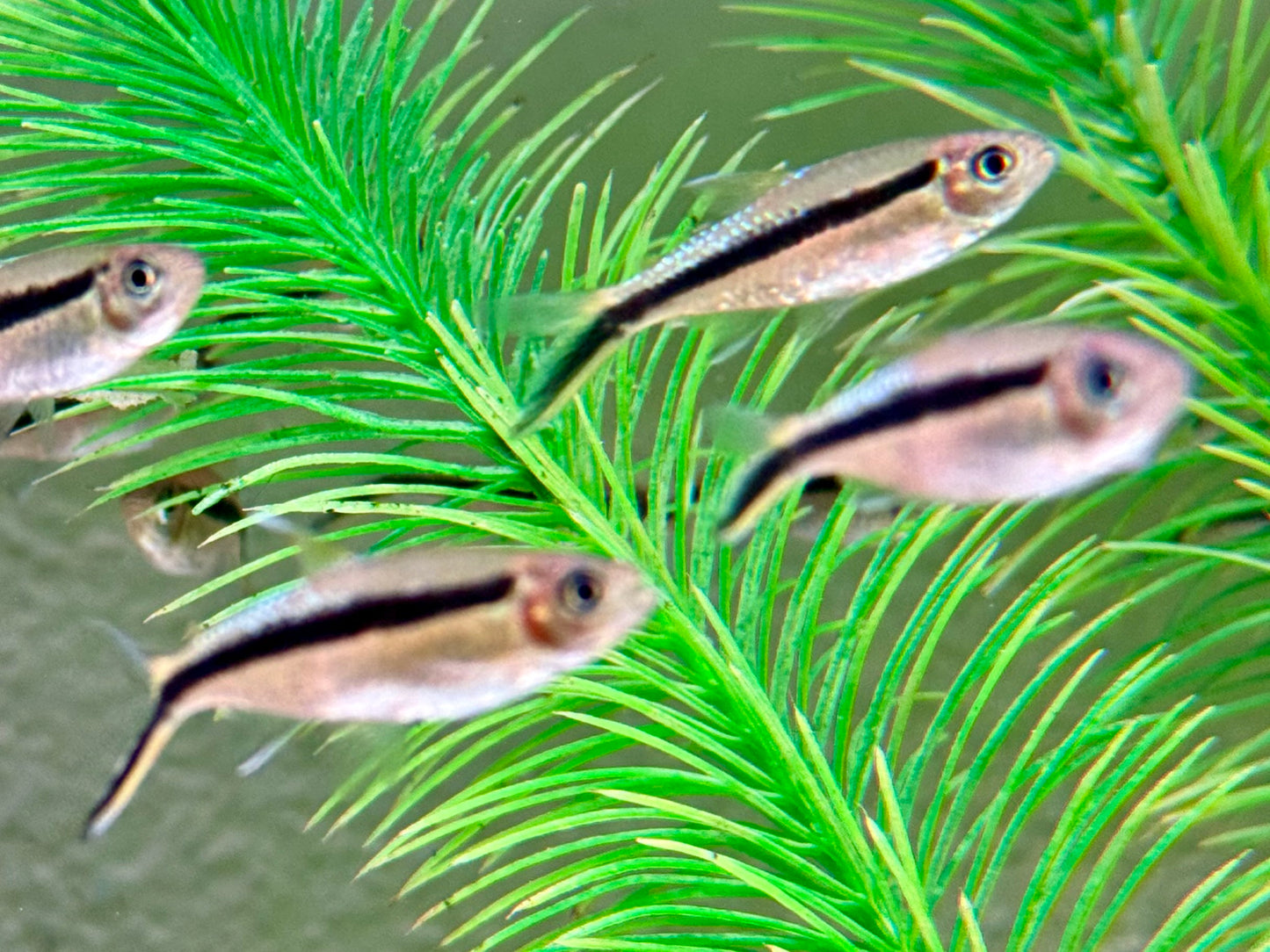 Schrägschwimmer Thayeria boehlkei