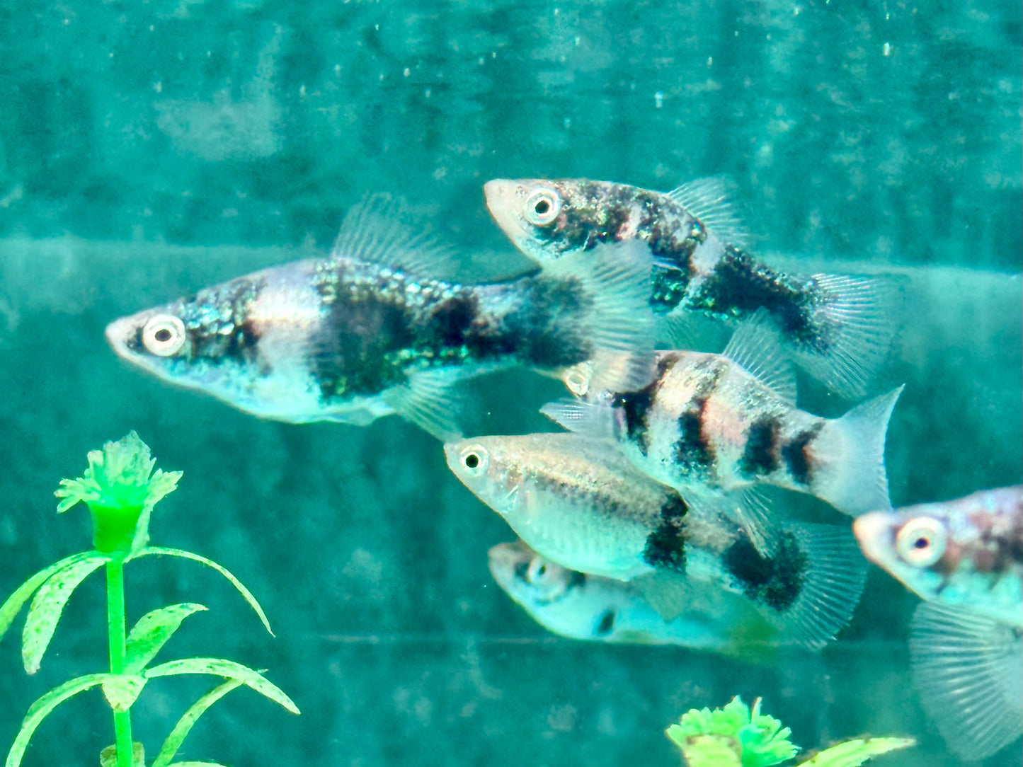 Schwarz Marmor Schwertträger Xiphophorus helleri