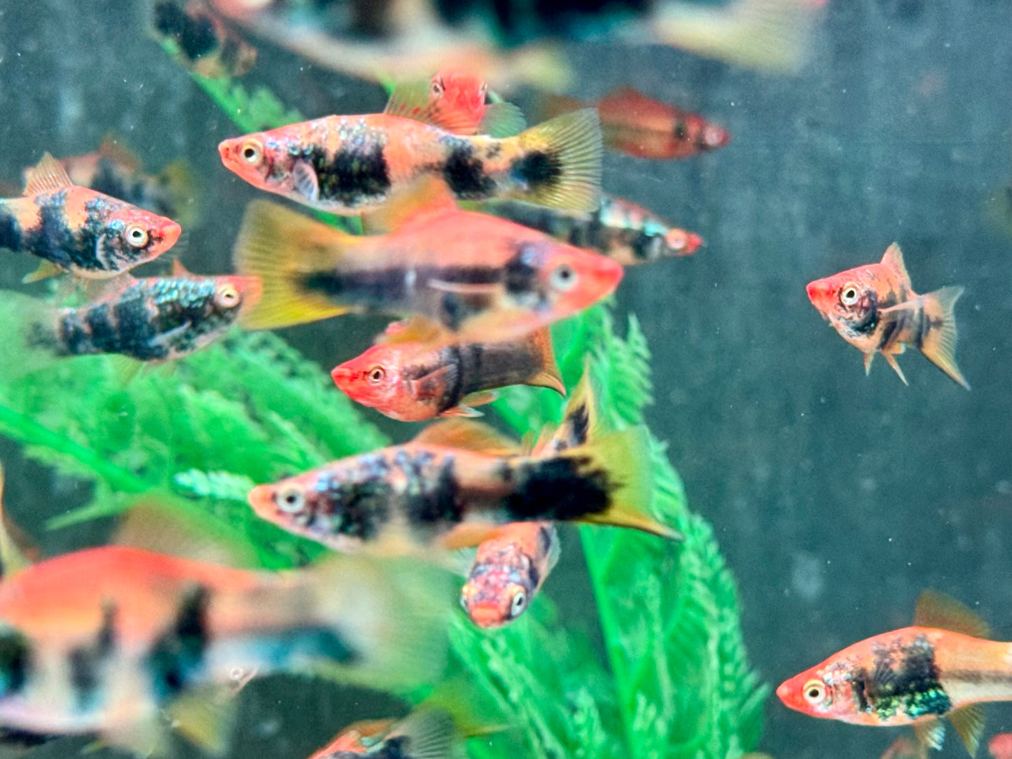 Schwarz Rot Tiger Schwertträger Xiphophorus helleri