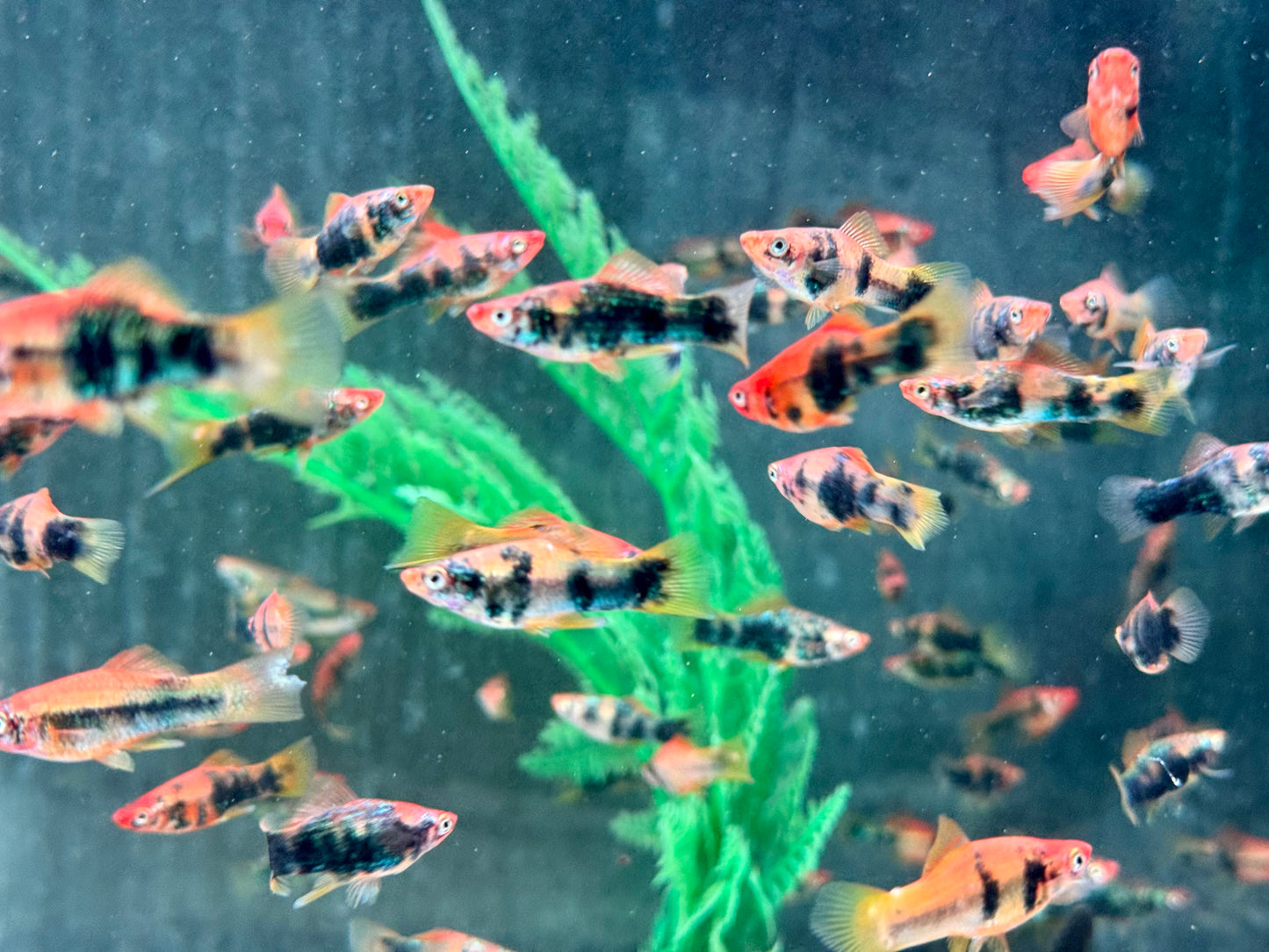 Schwarz Rot Tiger Schwertträger Xiphophorus helleri