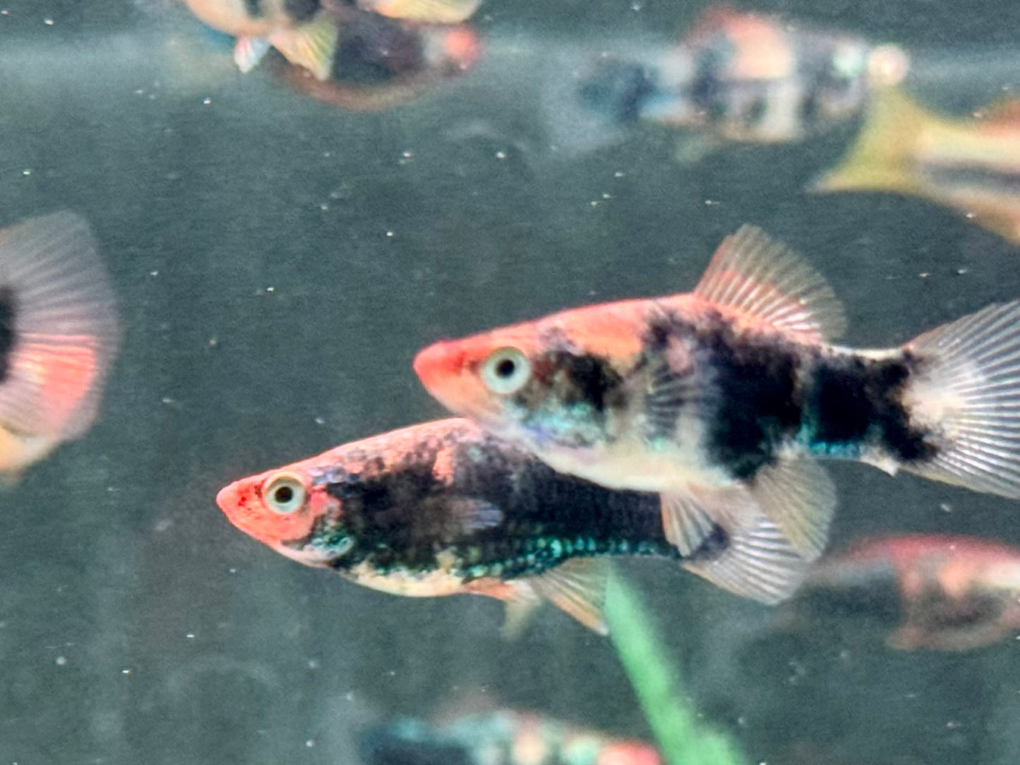 Schwarz Rot Tiger Schwertträger Xiphophorus helleri