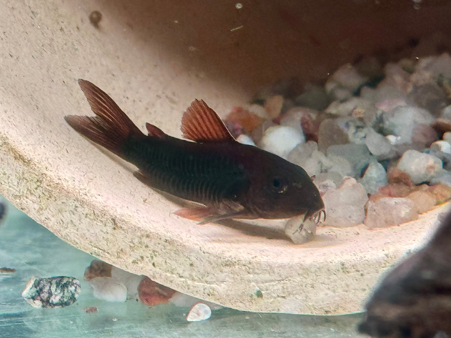 Schwarzer Metallpanzerwels Corydoras aeneus black