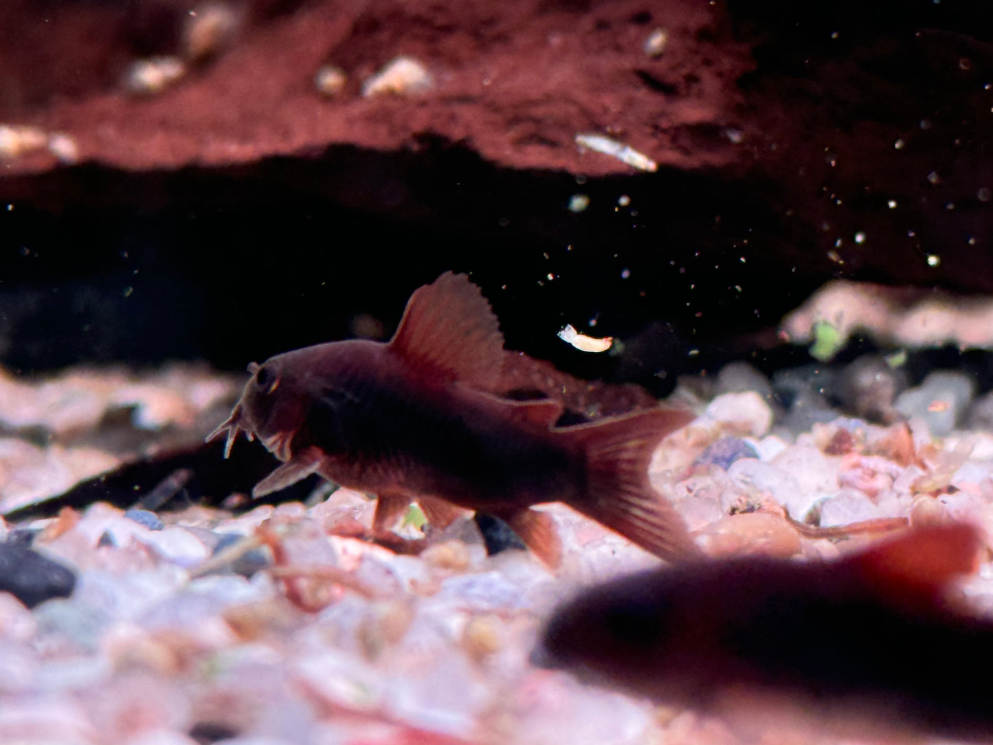 Schwarzer Metallpanzerwels Corydoras aeneus black