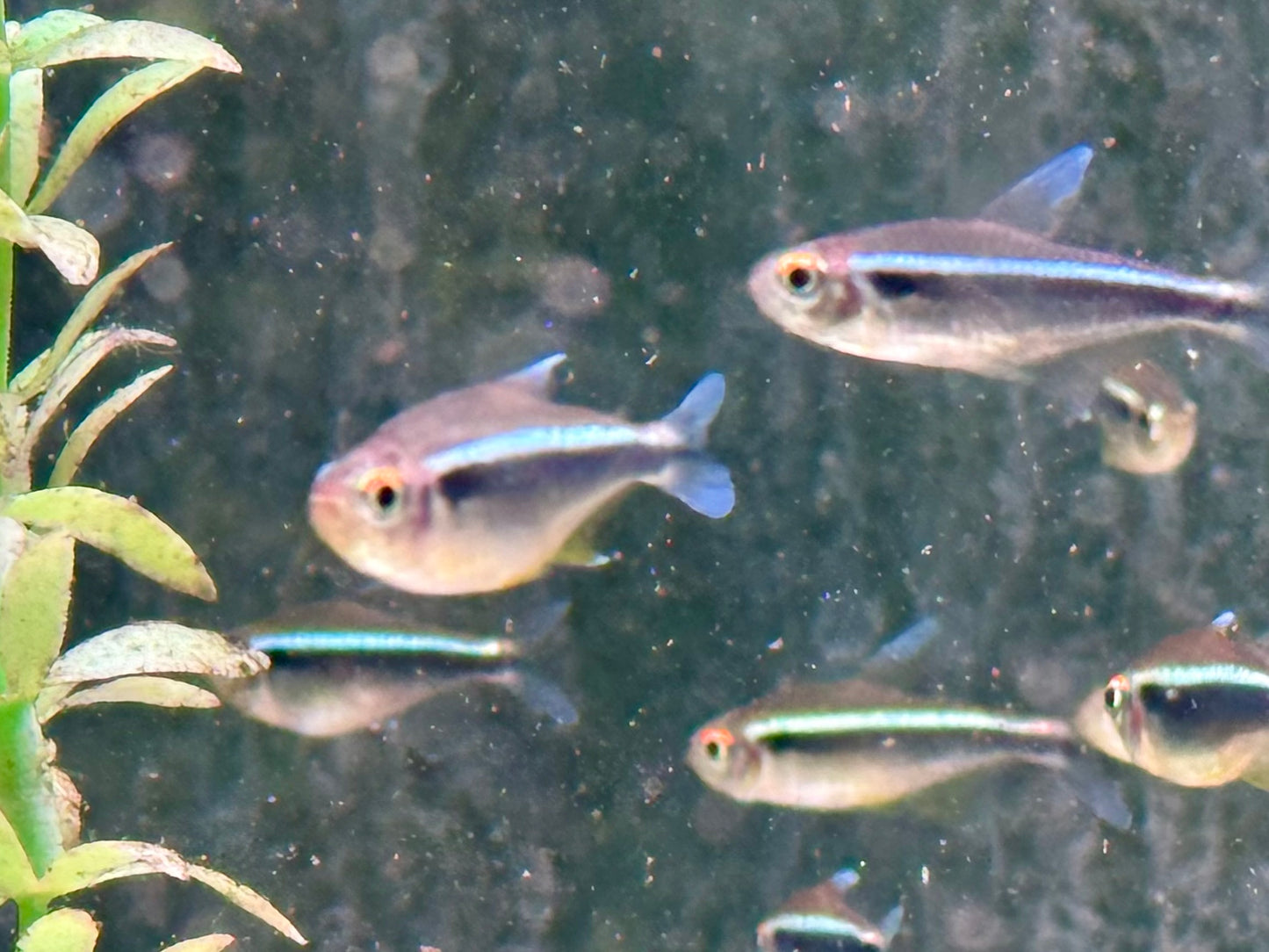 Schwarzer Neon Hyphessobrycon herbertaxelrodi