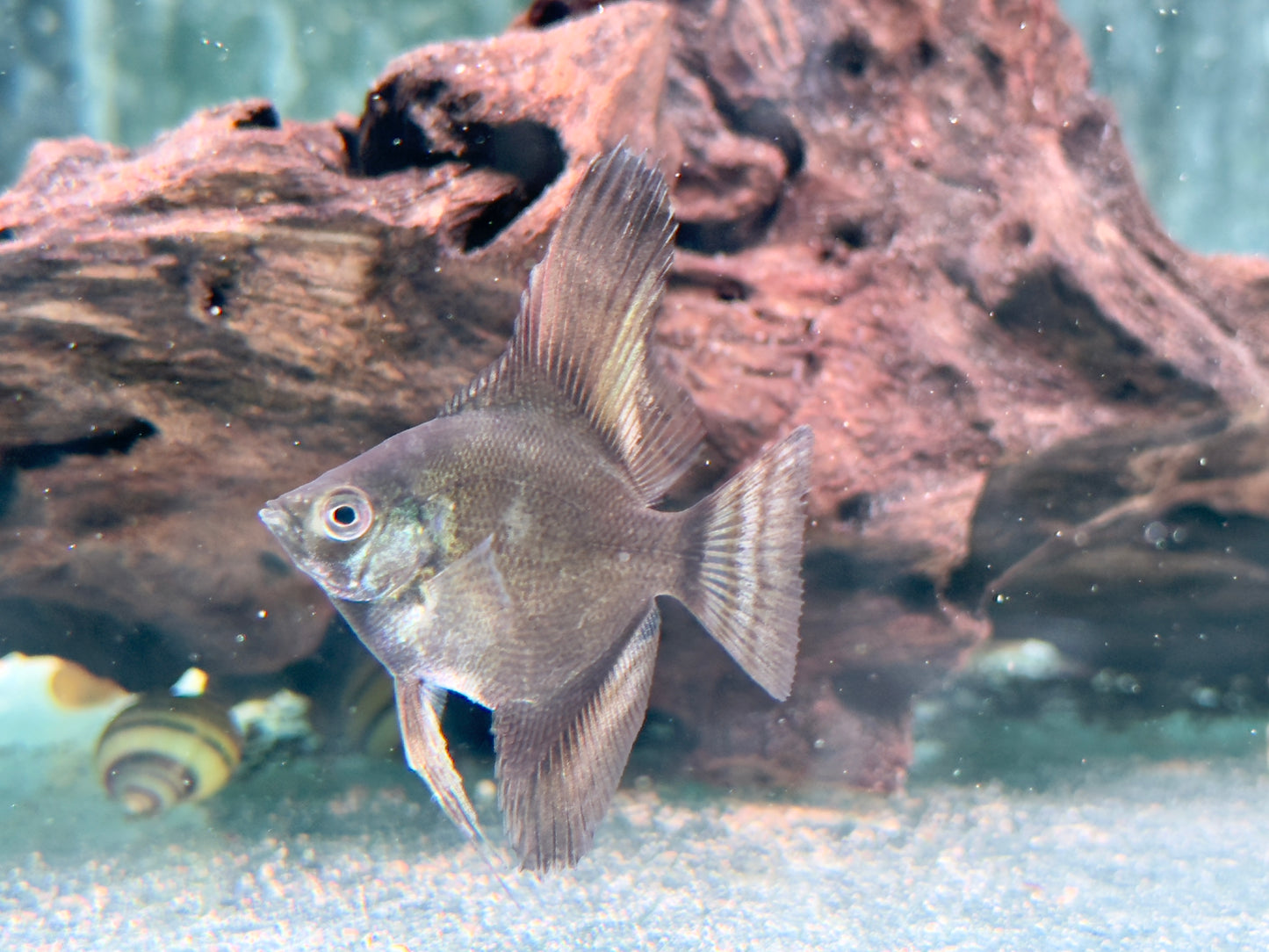 Schwarzer Skalar Pterophyllum scalare black