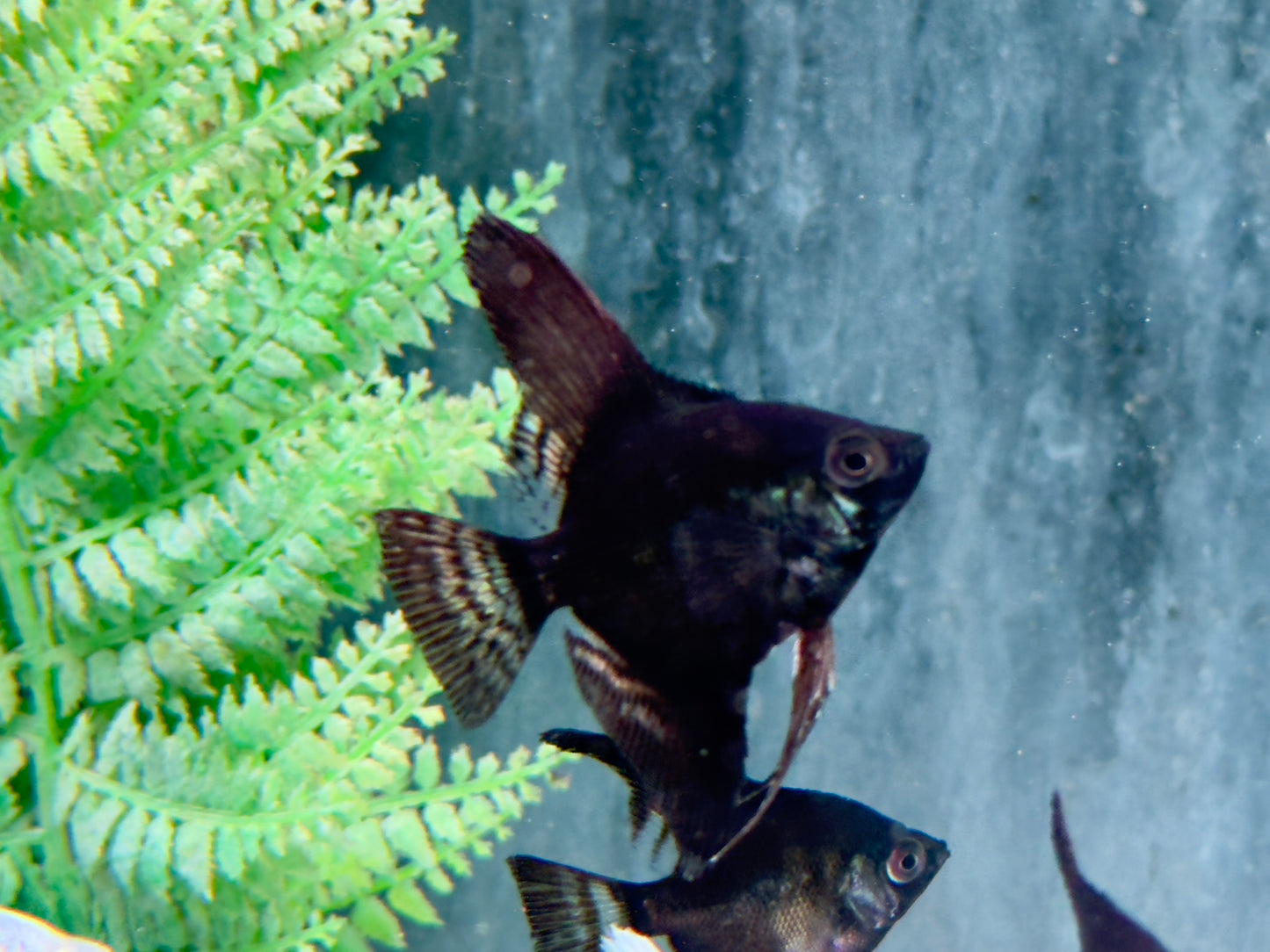 Schwarzer Skalar Pterophyllum scalare black