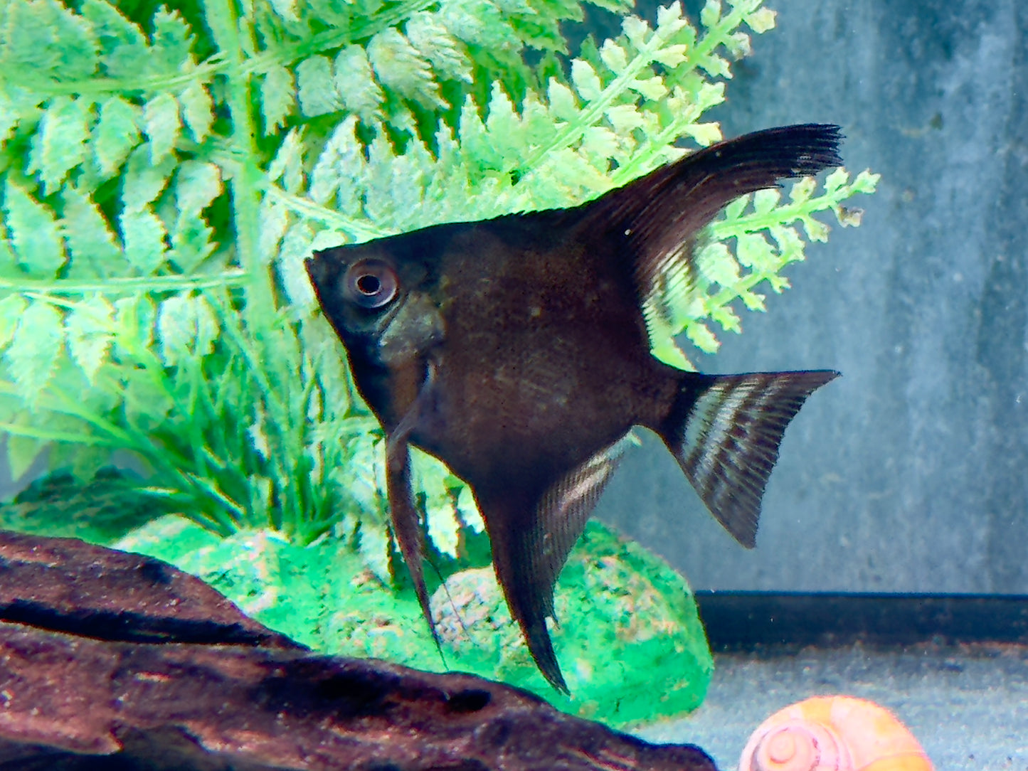 Schwarzer Skalar Pterophyllum scalare black