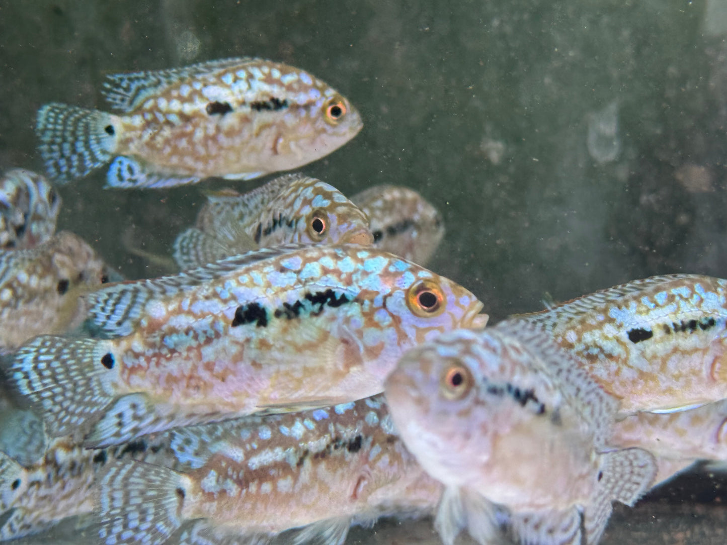 Schwarzgebänderter Buntbarsch Blue Dempsey Rocio octofasciata