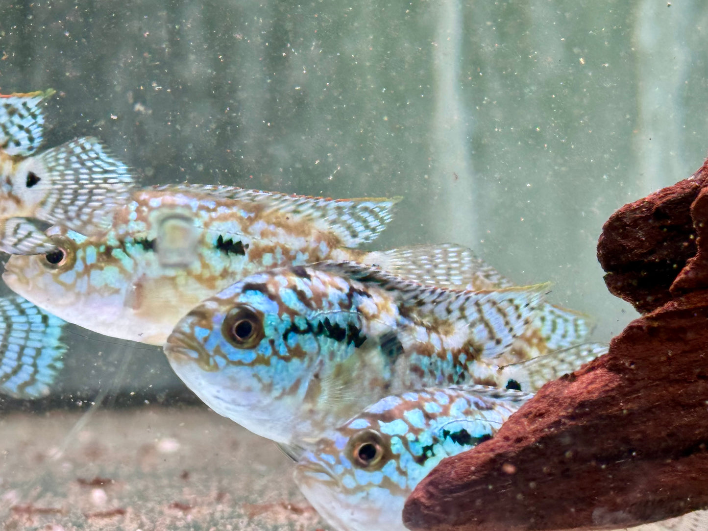Schwarzgebänderter Buntbarsch Blue Dempsey Rocio octofasciata
